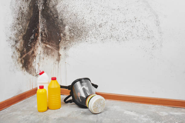 Best Fast Mold Removal  in Choccolocco, AL