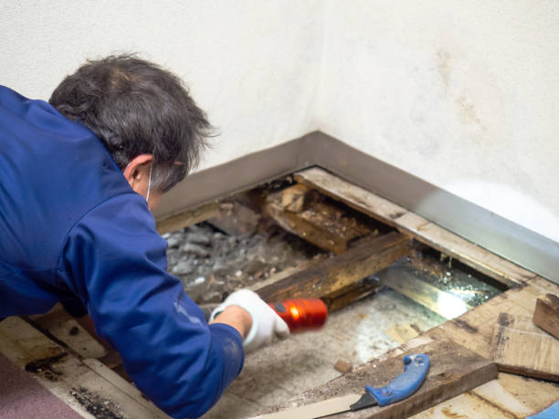 Best Affordable Mold Removal  in Choccolocco, AL