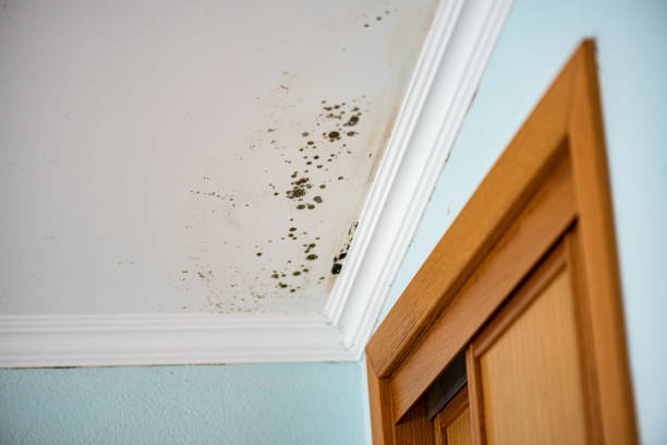 Best Office Mold Removal Services  in Choccolocco, AL