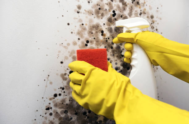 Best Affordable Mold Removal  in Choccolocco, AL