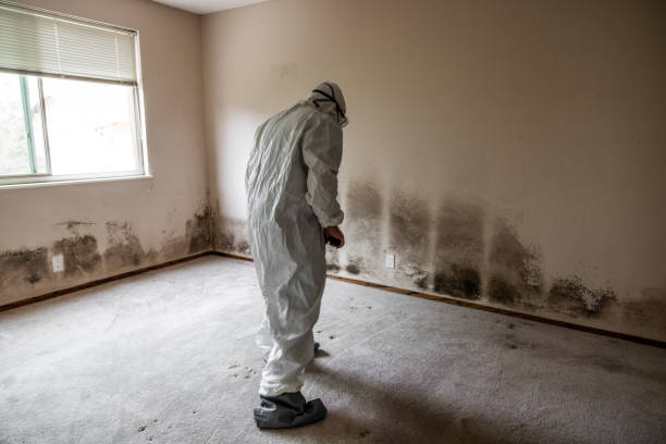 Office Mold Removal Services in Choccolocco, AL