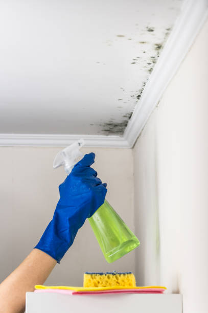 Best Water Damage Restoration  in Choccolocco, AL