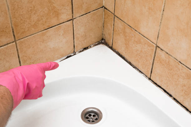 Best Attic Mold Removal  in Choccolocco, AL